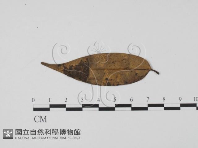 登錄號:F0013905藏品圖，第3張