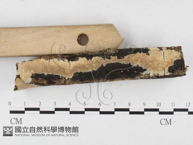 登錄號:F0026605藏品圖，第4張