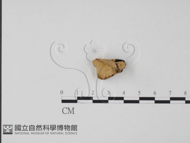 偏腫栓菌藏品圖，第3張