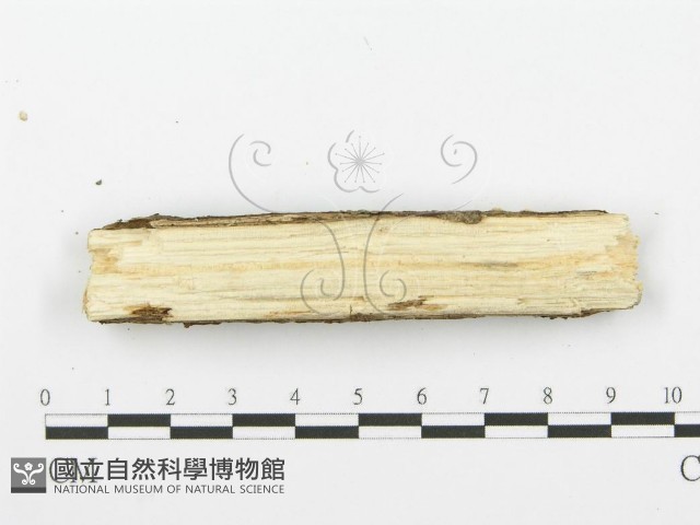 登錄號:F0001605藏品圖，第3張
