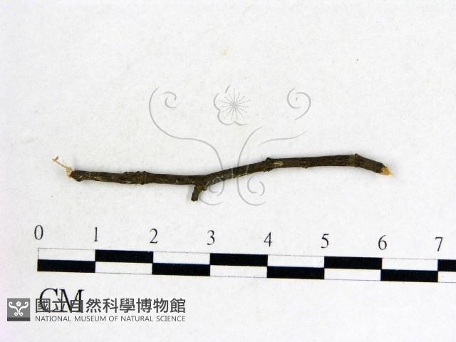 登錄號:F0011605藏品圖，第3張