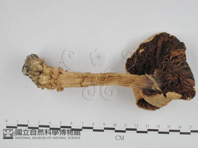登錄號:F0024605藏品圖，第3張