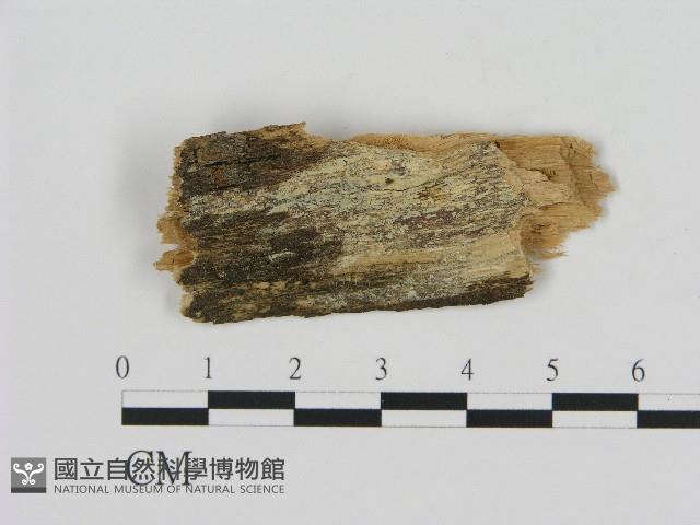 登錄號:F0004605藏品圖，第1張