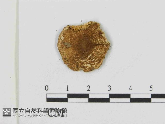 登錄號:F0014605藏品圖，第3張