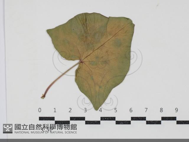 白粉病藏品圖，第3張