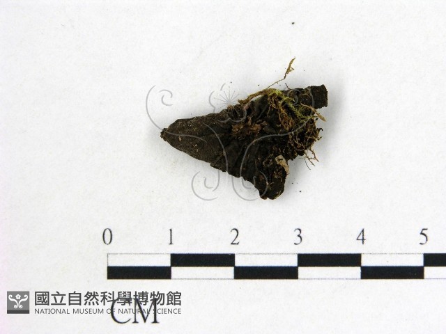 木耳藏品圖，第3張