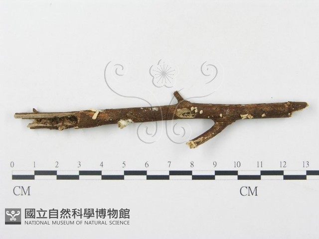 登錄號:F0012605藏品圖，第3張