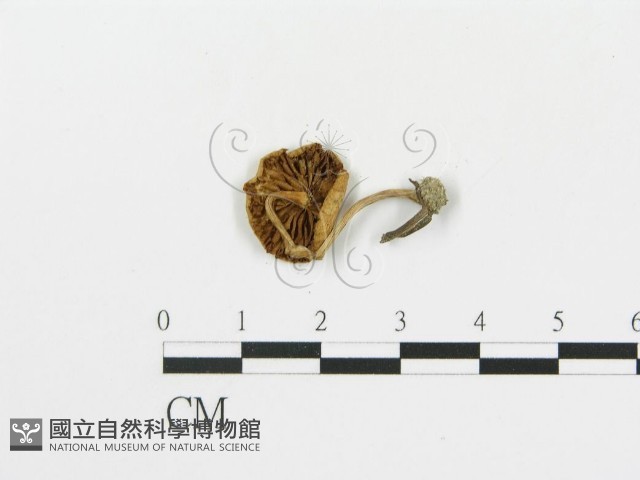 登錄號:F0007605藏品圖，第3張
