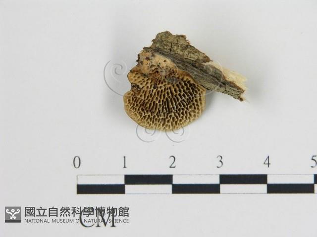 登錄號:F0017605藏品圖，第1張