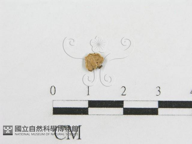 登錄號:F0005605藏品圖，第3張