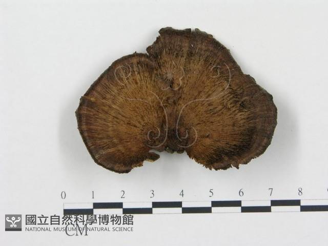 登錄號:F0015605藏品圖，第3張