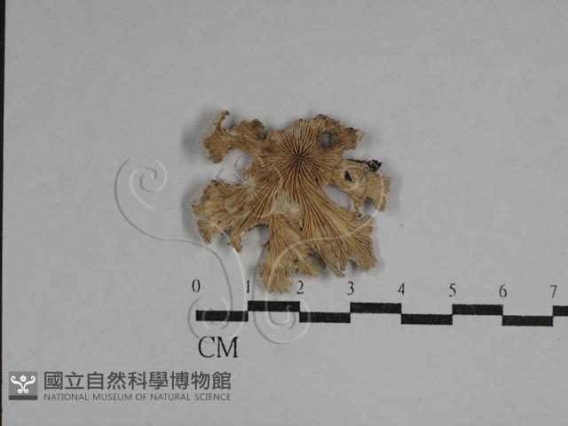 裂褶菌藏品圖，第3張