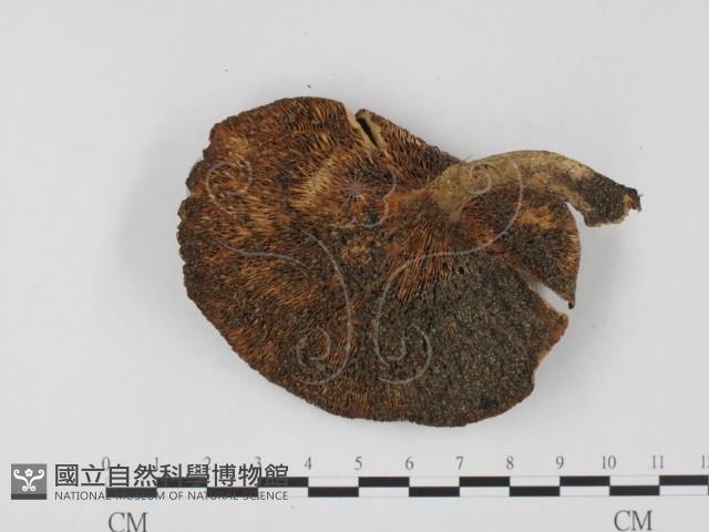 登錄號:F0023605藏品圖，第3張