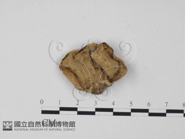 韌革菌屬藏品圖，第3張