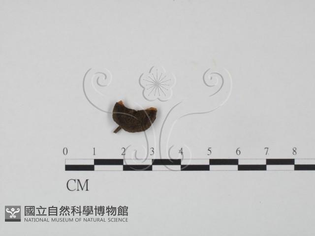 登錄號:F0000405藏品圖，第3張