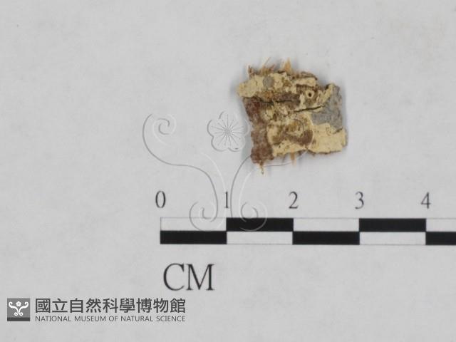 登錄號:F0010405藏品圖，第3張