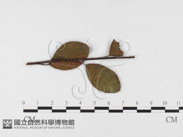 登錄號:F0026405藏品圖，第1張