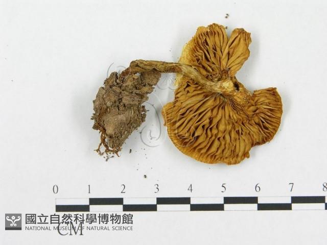 登錄號:F0016405藏品圖，第3張