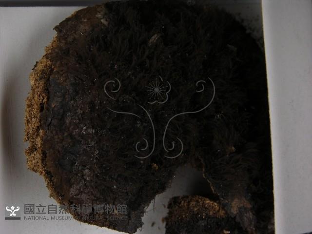 登錄號:F0021405藏品圖，第3張