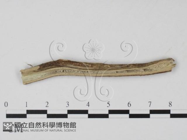 登錄號:F0011405藏品圖，第3張