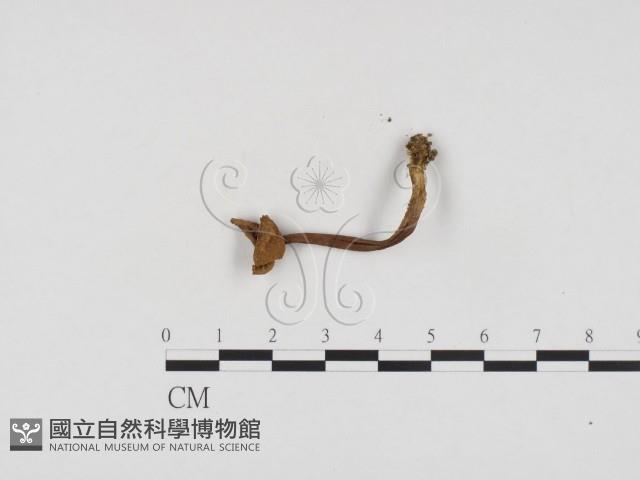 登錄號:F0024405藏品圖，第3張