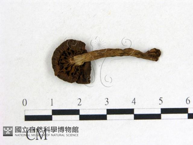 登錄號:F0014405藏品圖，第3張