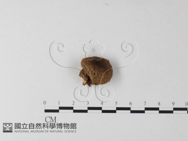 登錄號:F0025405藏品圖，第3張