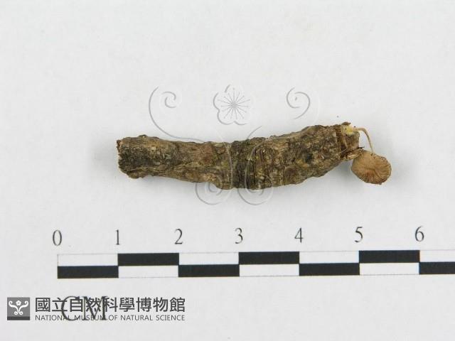 登錄號:F0013405藏品圖，第3張
