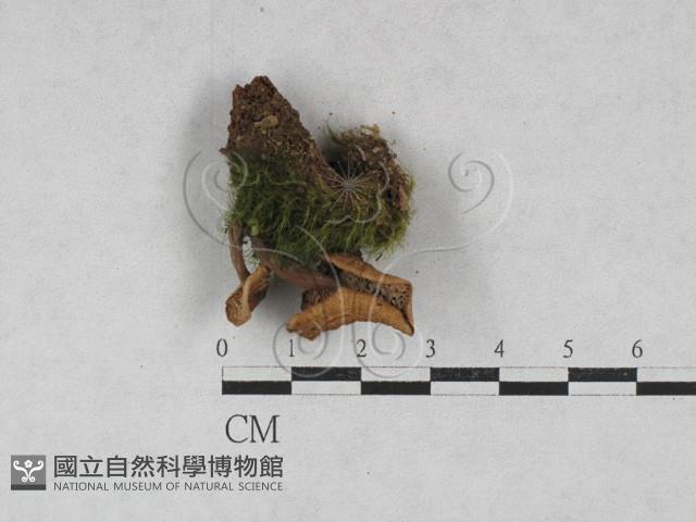 乳菇屬藏品圖，第3張