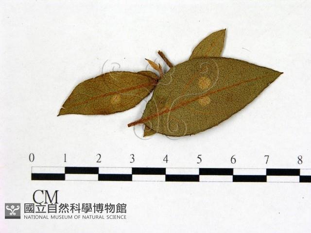 登錄號:F0020705藏品圖，第3張