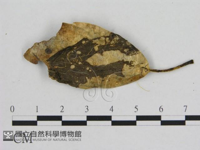 小菇屬藏品圖，第3張