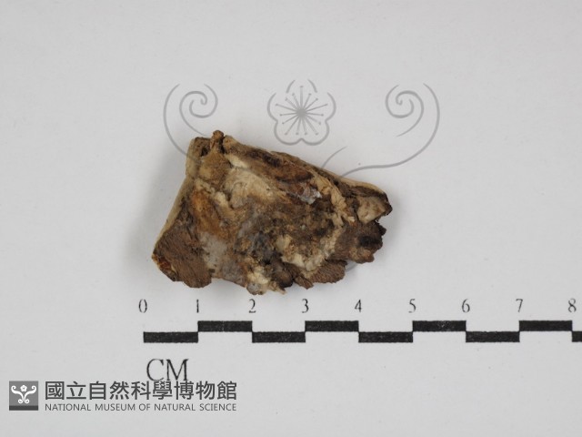 多年臥孔菌屬藏品圖，第3張