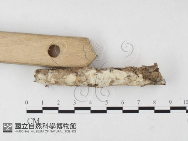 登錄號:F0026705藏品圖，第3張