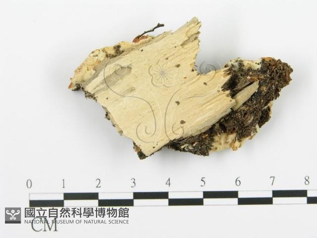 登錄號:F0016705藏品圖，第3張