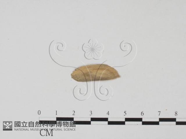 登錄號:F0011705藏品圖，第3張