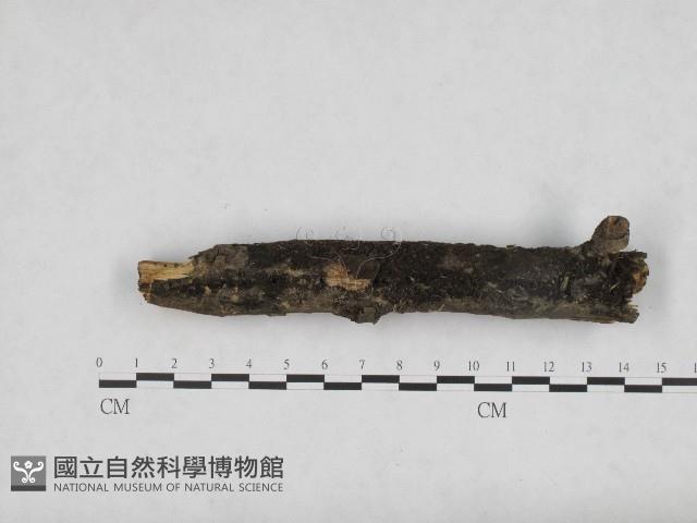 登錄號:F0004705藏品圖，第3張