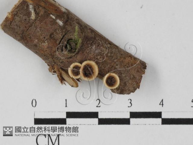 登錄號:F0027705藏品圖，第3張