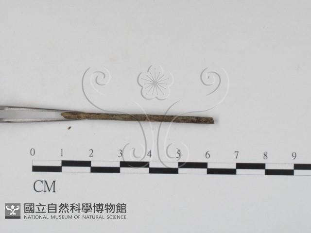 登錄號:F0007705藏品圖，第3張