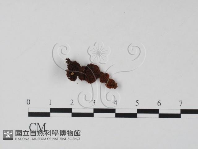 登錄號:F0005705藏品圖，第3張