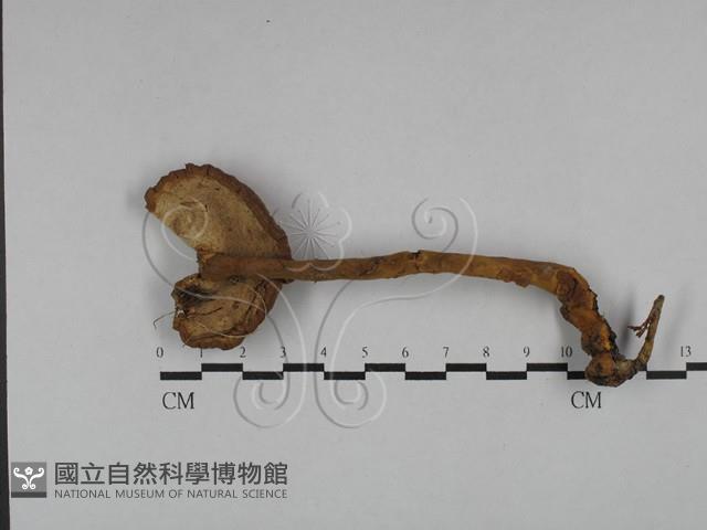 假芝屬藏品圖，第3張