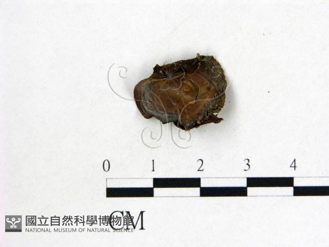 登錄號:F0019705藏品圖，第3張