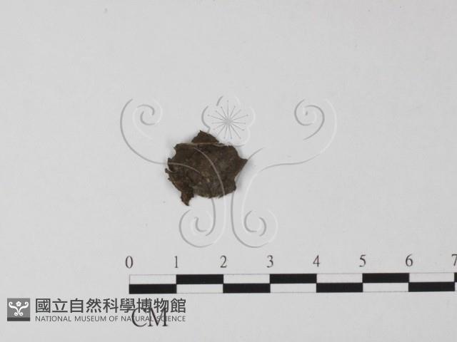 登錄號:F0023705藏品圖，第3張