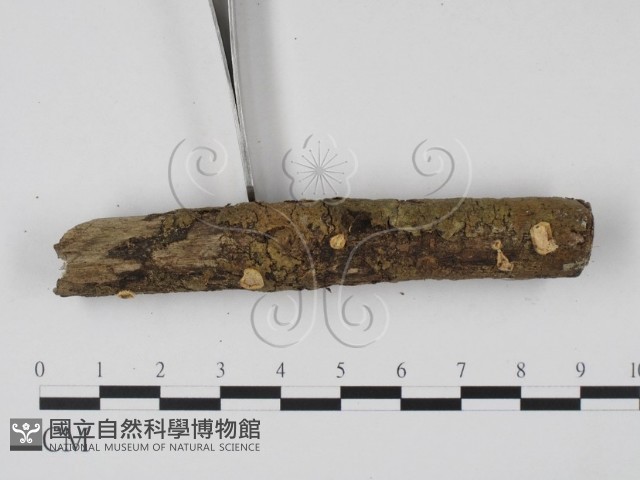 登錄號:F0003705藏品圖，第3張