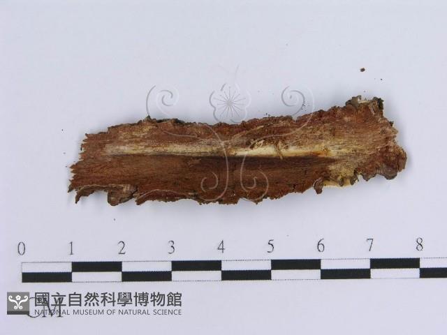 登錄號:F0013705藏品圖，第3張
