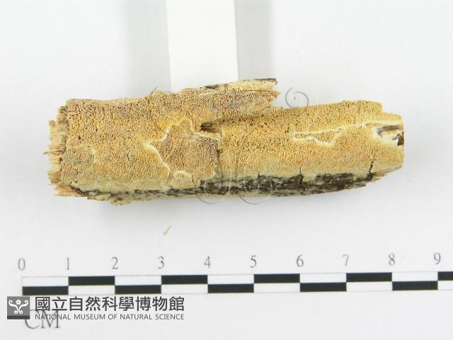 登錄號:F0020505藏品圖，第3張