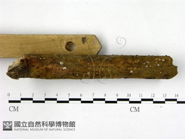 登錄號:F0000505藏品圖，第3張