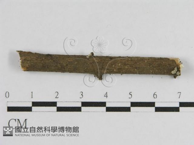 登錄號:F0010505藏品圖，第3張