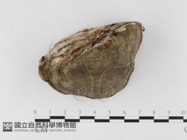 登錄號:F0026505藏品圖，第3張