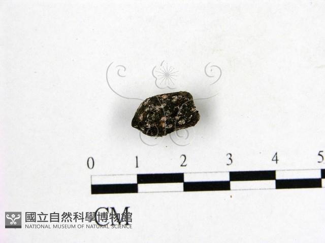 登錄號:F0016505藏品圖，第3張