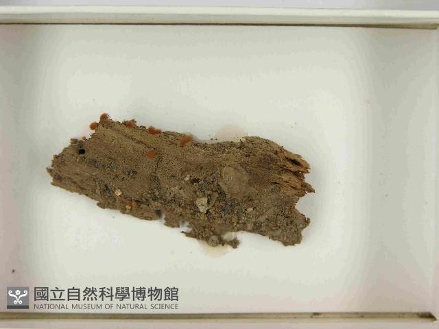 登錄號:F0021505藏品圖，第3張